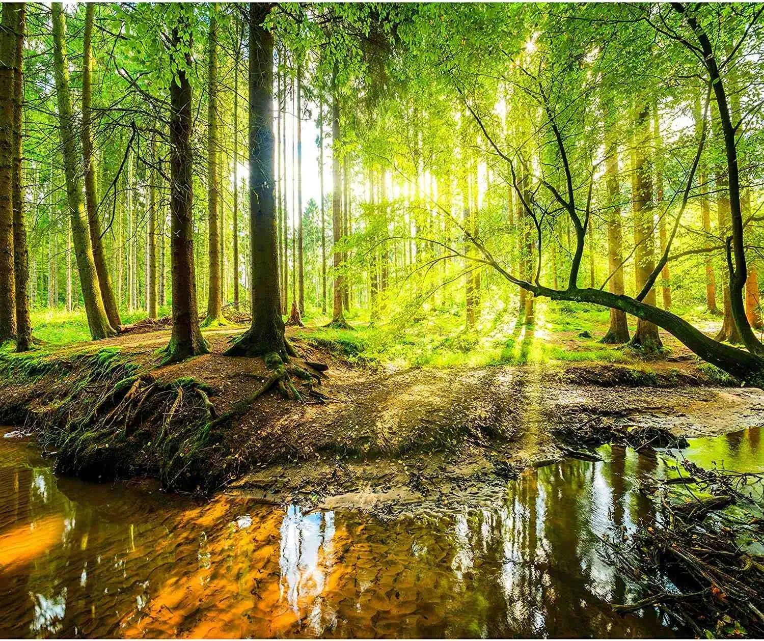 Paysage forestier apaisant avec un ruisseau sous la lumière du soleil.