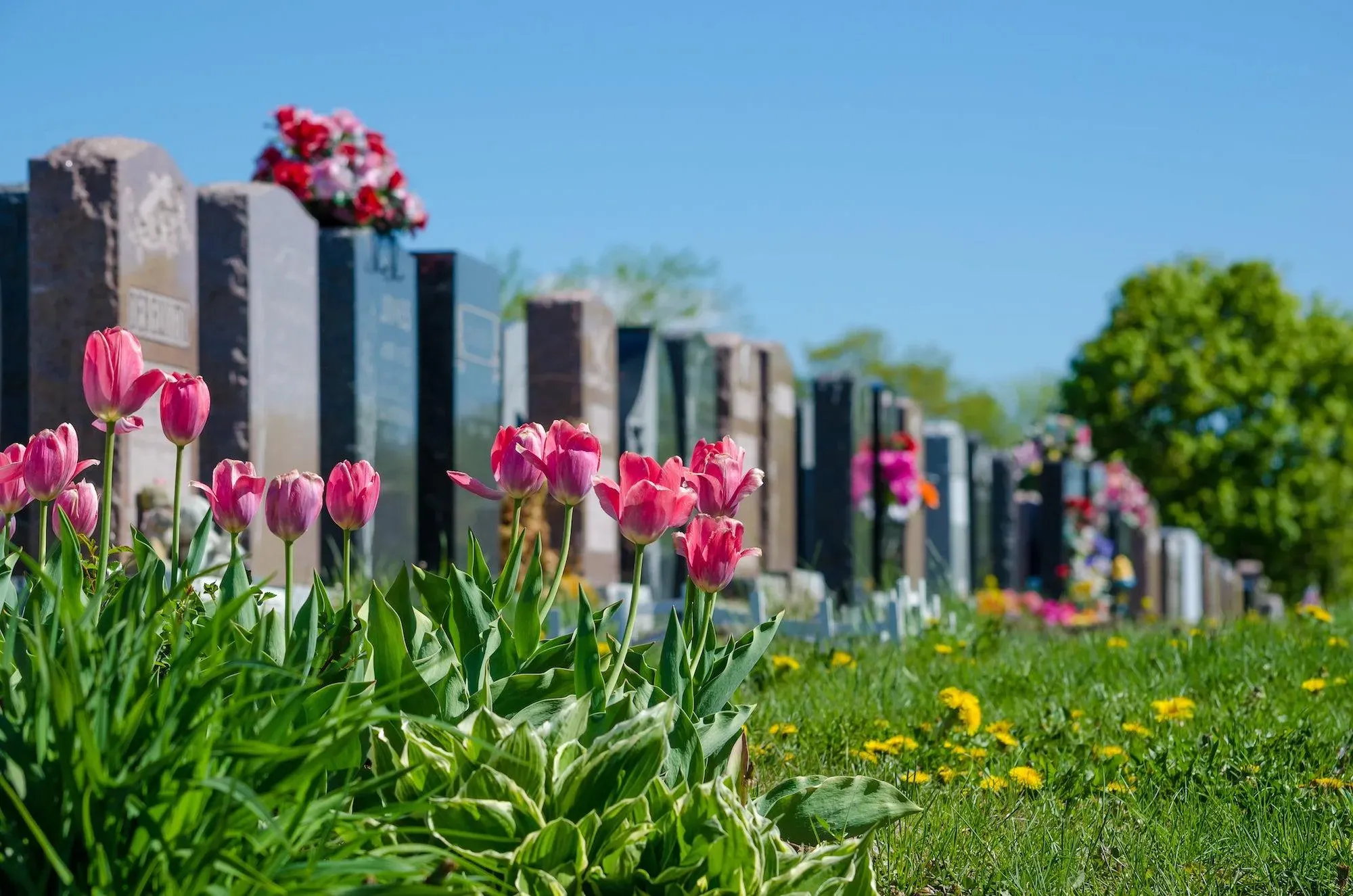 Tulipes roses fleuries au pied des stèles dans un cimetière ensoleillé.